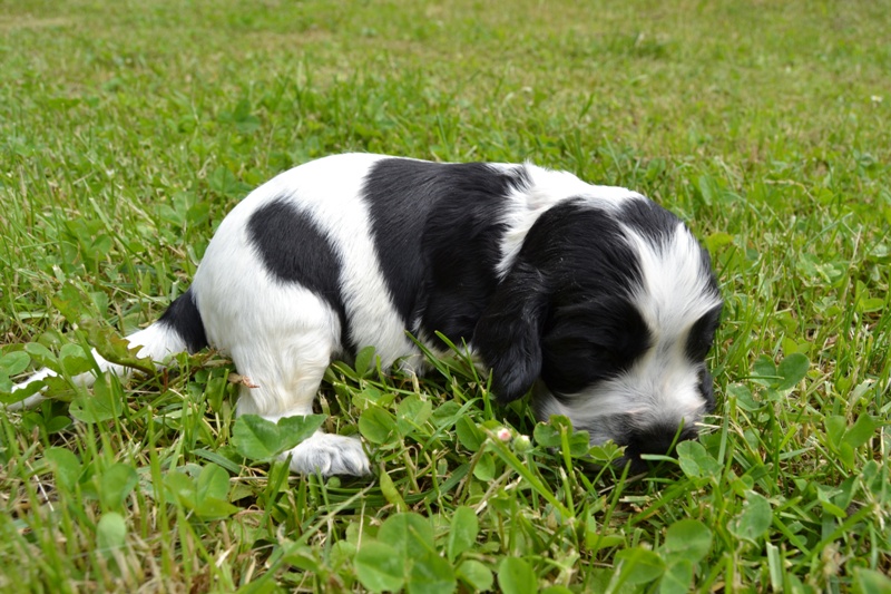 1d - fenka růžová.JPG